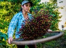Tamizado de ramitas y hojas de cerezas de café en la cooperativa de café brasileña Coopfam