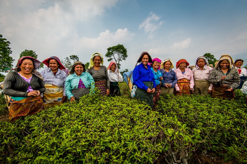 Un grupo de recolectoras de té en una de las plantaciones de DOTEPL