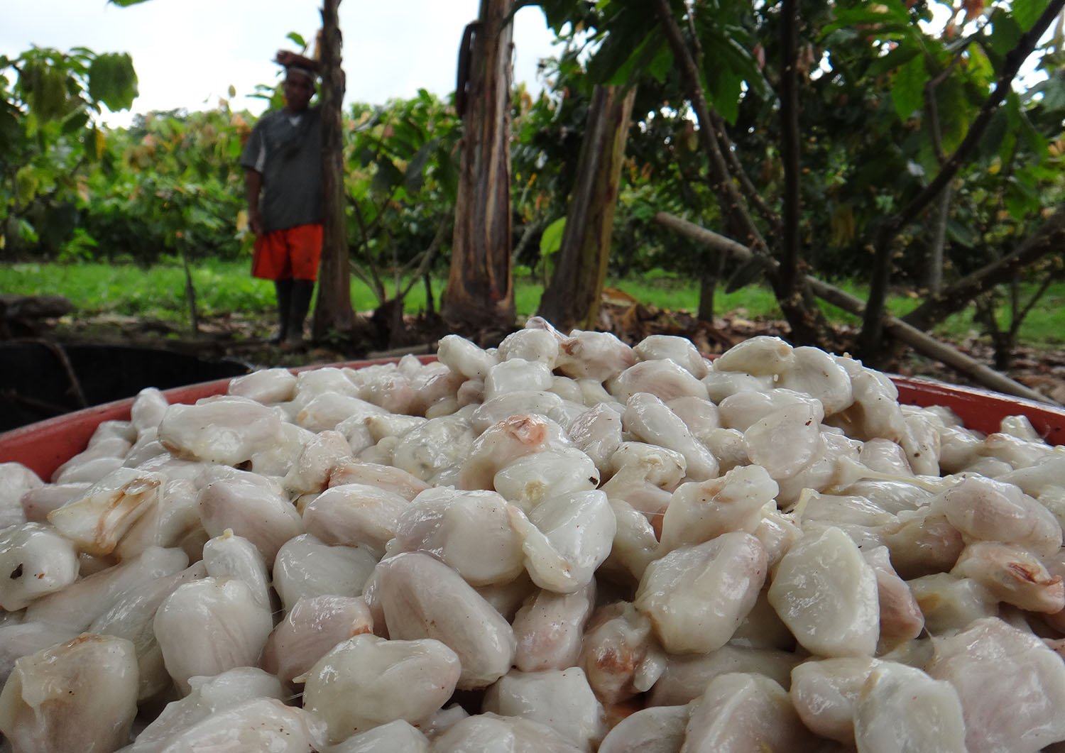 Productores de cacao de Comercio Justo en Ecuador, financiados por Oikocredit bajo criterios de banca ética.