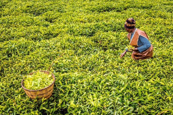 La pequeña productora de té Agnès Mukamunam recolectando té en su campo