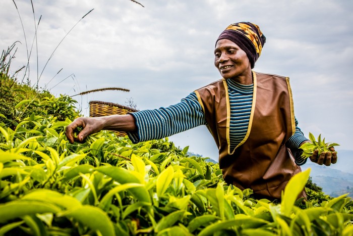 La pequeña productora de té Agnès Mukamunam recogiendo té en su campo.