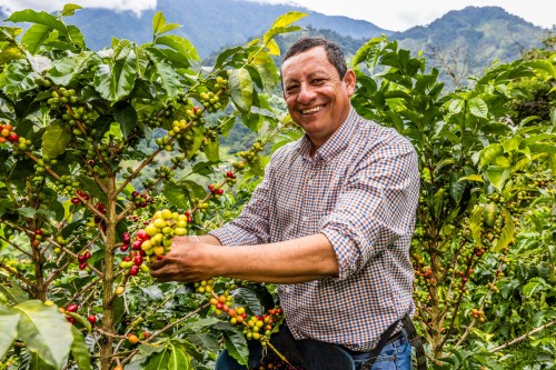 Caficultor de Caravela Coffee collint fruits de cafè