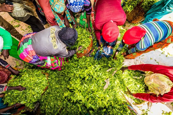 Centro de acopio de los pequeños agricultores que entregan el té a Karongi Tea